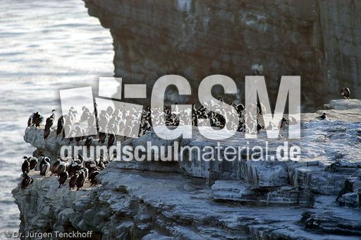 Königskormoran (14 von 19).jpg